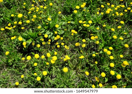 Many yellow dandelions are blooming in the meadow.