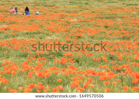 A field of California poppies in bloom
