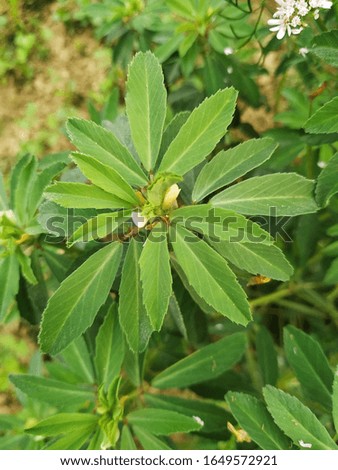 Top view of Common nettle or Urtica dioica flowering plant with soft hairy green leaves growing as small bush in public park.