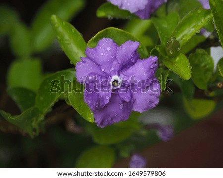 Purple gentian family flower after rain in the garden