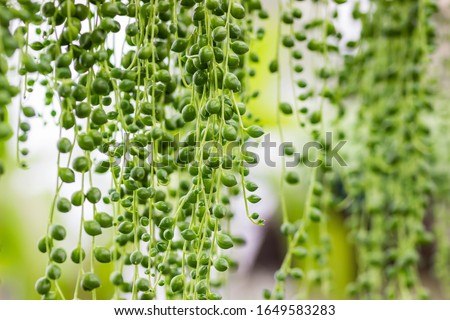 Details of the Senecio rowleyanus. This plant is commonly known as string-of-pearls or string-of-beads. It is a creeping, perennial, succulent vine native to the drier parts of southwest Africa.  Royalty-Free Stock Photo #1649583283