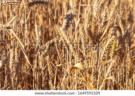 Ripe large ears of ripe wheat in a farmer's field on a wheat field