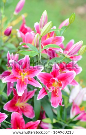pink lily flowers in  garden
