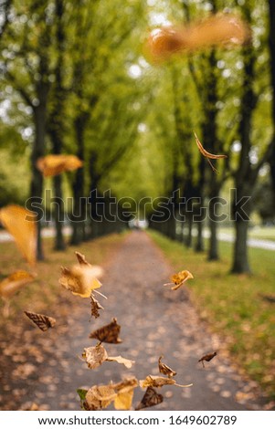 Autumn leafs falling on a beautiful avenue during fall season.