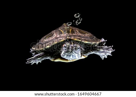 Brazilian turtle swimming in the water, cute little brazilian turtle, closeup face brazilian turtle