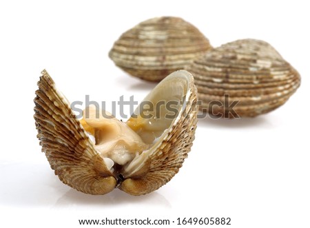 Clams, venus verrucosa, Shells against White Background 