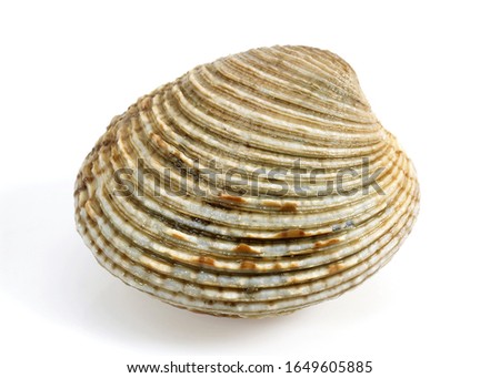Clam, venus verrucosa, Shell against White Background  