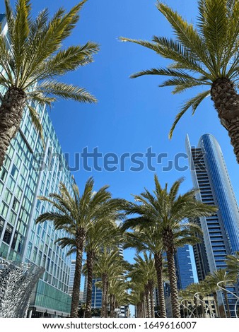 Downtown San Diego with palm trees looking up in to the blue sky