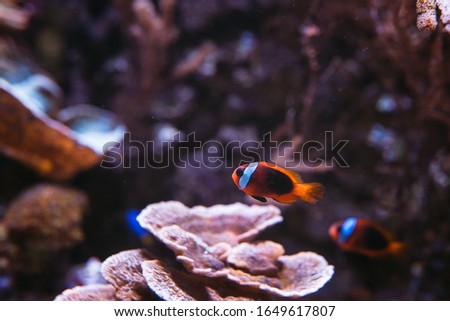 Cute small orange fish swimming near a coral reef. 