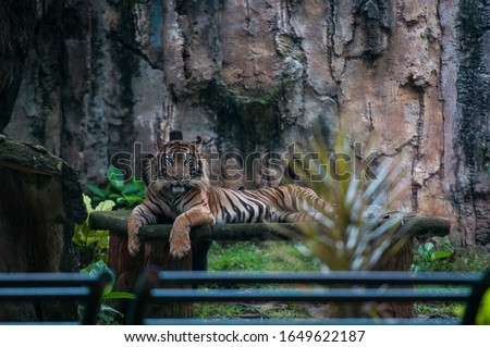 Sumatran tiger (Panthera tigris sumatrae) at Zoo in Jakarta