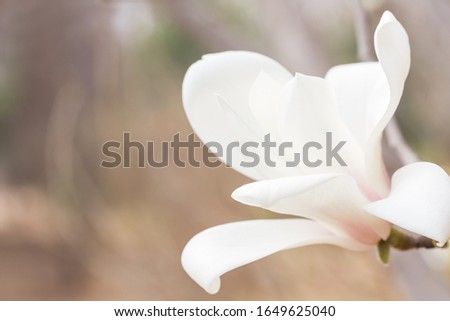 White magnolia flower. Closeup, nature