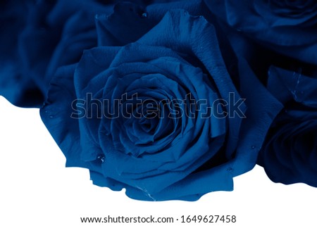 Closeup bouquet of classic blue roses isolated on white background. Design element for greeting cards, banner or poster.