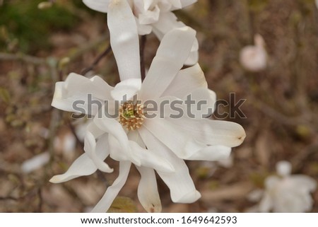 Flowering bush Star Magnolia (Magnolia stellata)