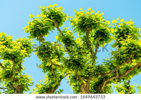 Exotic Tree Vegetation In City Of Cannes, France