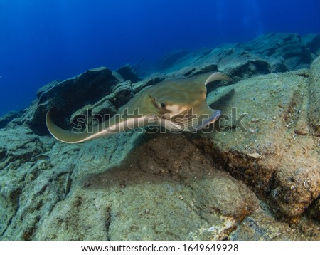 Underwater picture of an eagle ray (Pteromylaeus bovinus) swimming near the rocky bottom.
