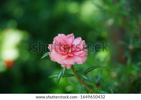 Portulaca grandiflora (Portulaca, Moss Rose, Sun plant, Sun Rose) ; A colorful blossom, petals stacked overlapping in layers which variable and multi-colored. supported by tiny, thick & fleshy leaves.