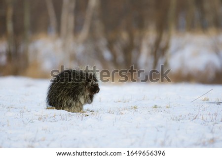 A New World Porcupine stood on a snow covered field 