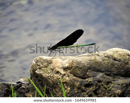 black dragonfly on the river