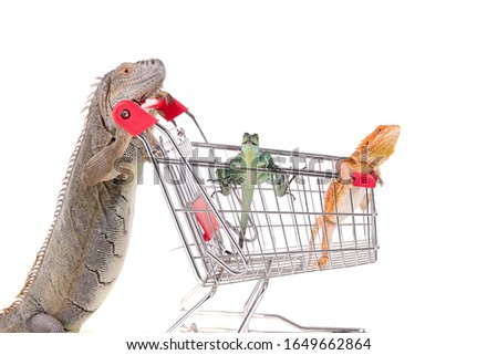 reptiles isolated on white background