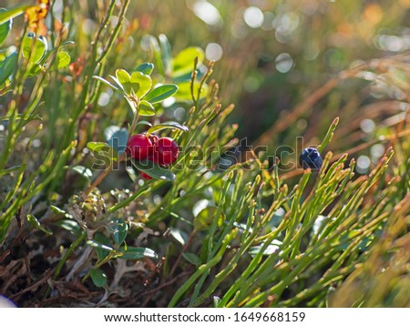 Cowberry. Bushes of ripe forest berries. Wild berries on a green vegetative background in wood. bush of wild ripe cowberry in a forest. Wild berry cranberries (Vaccinium vitis-idaea).