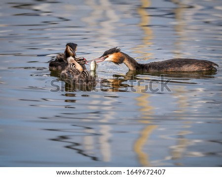 Great crested grebe, Podiceps cristatus, family - father feeding fish to young chick, Netherlands