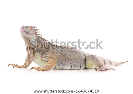 reptile isolated on white background