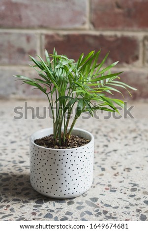 small healthy potted palm tree in white pot on a polished concrete floor