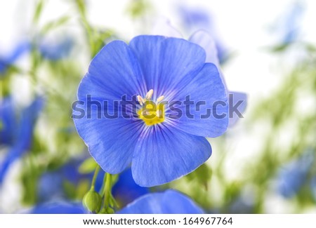 flax flowers isolated on white background