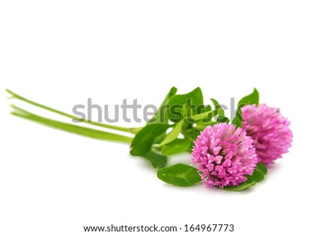 clover flowers isolated on white background