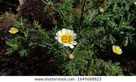 Glebionis coronaria, formerly called Chrysanthemum coronarium, is a species of flowering plant in the daisy family. It is native to the Mediterranean region.