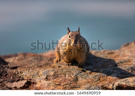 Little squirrel in the coast of California, United States.