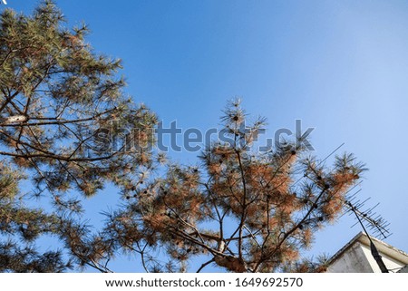 Korea tree with blue sky background between autumn and winter season