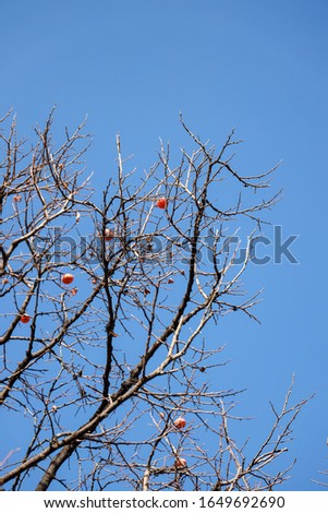 Korea tree with blue sky background between autumn and winter season