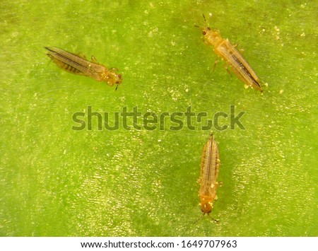 Western flower thrips, Frankliniella occidentali, (Thysanoptera) on the surface of red sweet bell pepper, Capsicum annuum Royalty-Free Stock Photo #1649707963
