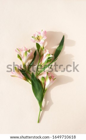 Flowers background. Alstroemeria flowers close up and shadows on beige backdrop. poster. floral card