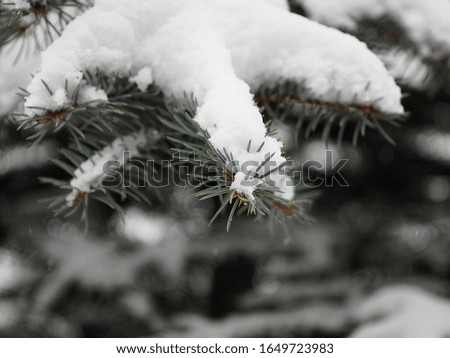 Blue spruce branch with fluffy snow in the garden in winter, closeup. Beautiful picture of a winter landscape. Coniferous tree for garden and park landscape.