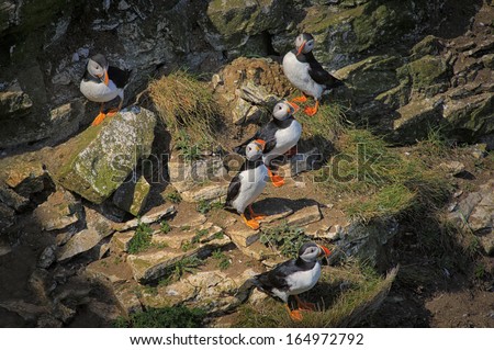 A group of five Atlantic Puffins (Fratercula arctica) perched on a ledge during the breeding season at Bempton Cliffs, East Riding of Yorkshire, UK.