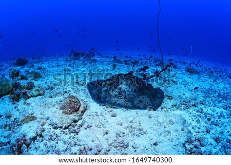 Blotched stingray (Taeniura meyeni) in the tropical coral reef of the indian ocean 