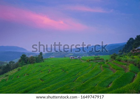 Ban Pa Pong Paeng rice fields Chiang Mai Province  In North Of  Thailand