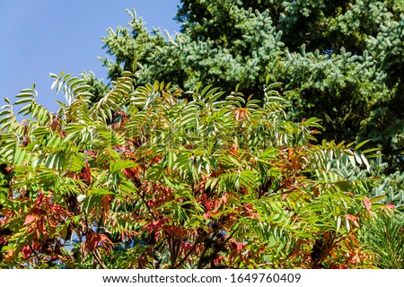 Red and green leaves of sumac Rhus typhina (Staghorn sumac, Anacardiaceae) on blurred background of branches of blue Christmas tree. Evergreen landscape park. Closeup of multi-colored sumac leaves.
