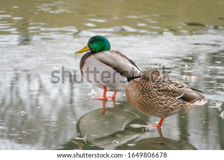 green-headed duck and a gray duck stand in the water