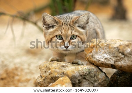 Sand Cat, felis margarita, Adult among Rocks   Royalty-Free Stock Photo #1649820097