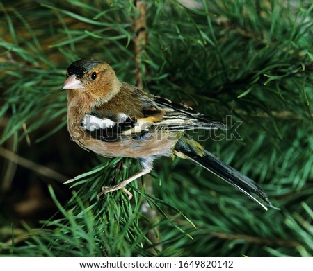 Common Chaffinch, fringilla coelebs, Adult standing on Branch  