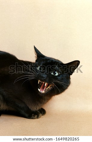 Zibeline Brumese Domestic Cat, Adult standing against White Background, Snarling in Defensive posture  