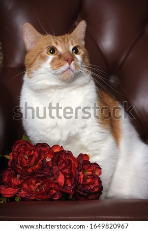 beautiful redhead with a white cat and flowers in a studio on a leather chair