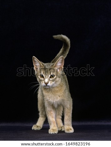 Blue Abyssinian Domestic Cat, Kitten standing against Black Background  