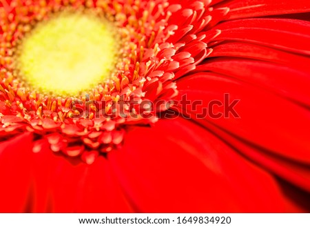 gerbera flowers close-up, floral background