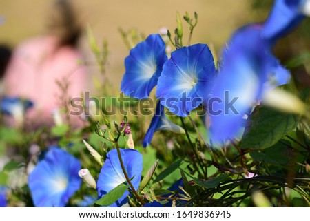 blue morning glory flowers close up