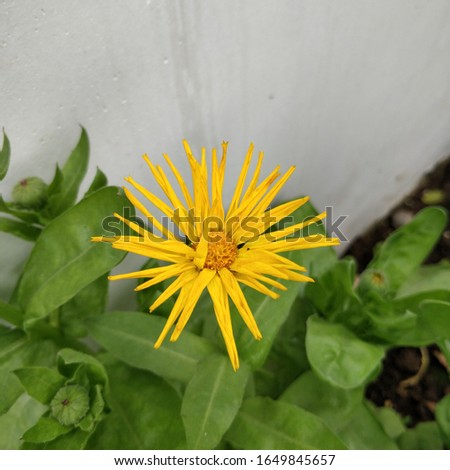 Single bright yellow coloured withered pot marigold flower on the plant with green leaves.