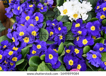 Beautiful blue primrose flowers, top view  Royalty-Free Stock Photo #1649899084